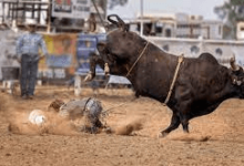 What Are The Risks Of Bull Riding?