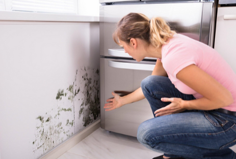 The Ultimate Guide to Mold Removal in Mississauga: Tips and Tricks