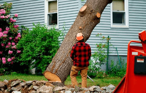 Tree Removal on Private Property