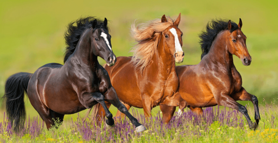 Beautiful:1kg2dcrm1hm= Horses