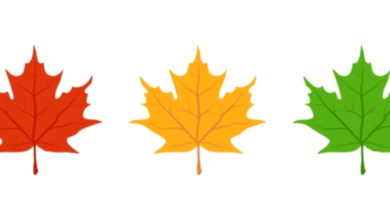 Outline:4hwfln62aeq= Maple Leaf Clipart