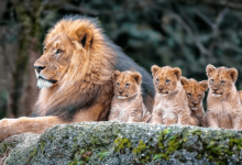 Baby:4erindnul2o= Lions Animal