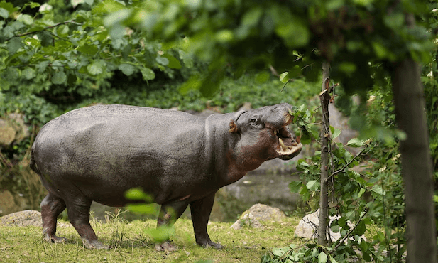 Baby:4fqx7pl43fq= Pygmy Hippo