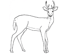 Drawing:8gecc_Dt20c= Whitetail Deer