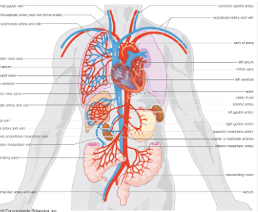 Drawing:8olahyirshq= Circulatory System