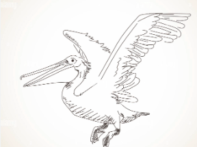 Drawing:F4af4xnav-G= Pelican