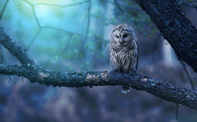 Wallpaper:Kvgotsy331a= Owls