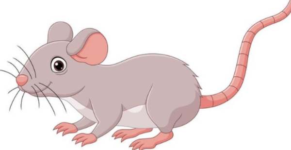 Clipart:Yjsqauww0ni= Mouse